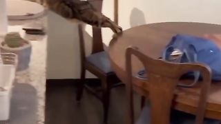 Funny cats
