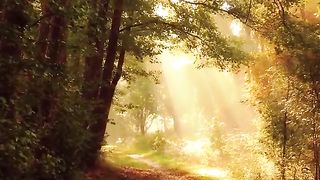 Meditation and mind relaxing video, forest beautiful video, nature
