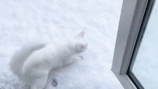 Beautiful cute kitty☺️❤️