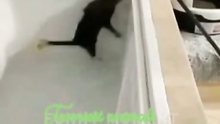 Funniest animals