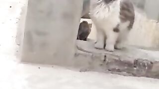 cato mari /jan hy baba ke
