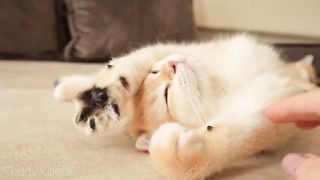 I Love my Cute Cat || Its Very Funny Cat || Cute Kitten