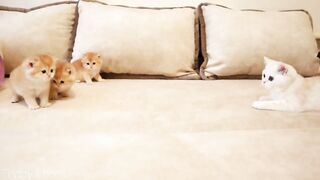 Cut Cats Couple|| One of them is Cute Kitten & Other one is Very Funny Cat