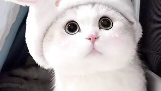 Cute cat video