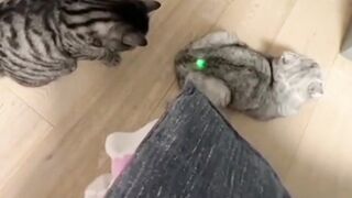 Cat With Baby