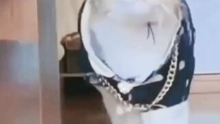 Funny Cat Video