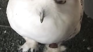 Snowy owls are just feathered marshmallows
