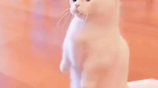 Cat funny video|cat funny moments| animals funny video|