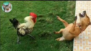 Chicken Wants To Bite Dog???????? - Funniest Animals Videos | Amazing Anima????????