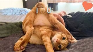When your pet is actually a comedian -Aww Funny Animals Videos Compilation 2023