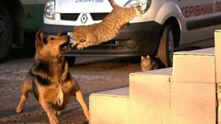 [1 HOUR] Ultimate Cats & Dogs | Funny & Cute Video Compilation |February 2023