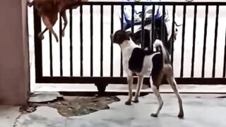 Super funny animal videos, will make you LAUGH EXTREMELY HARD