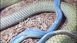Sanp Snake سانپ ????