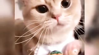Funny cats ????????