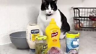 Funny cat