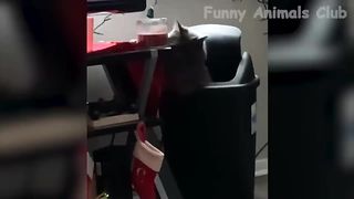 Funny Animal Videos 2023 ???? - Funniest Dogs And Cats Videos ????????#34