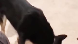 Funny animals videos