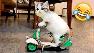 Funny Animal Videos 2023 ???? - Funniest Cats And Dogs Videos ????????