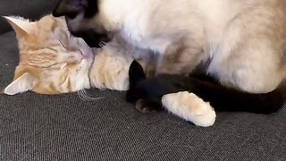 cats #cat #like #subscibe #shot #viral