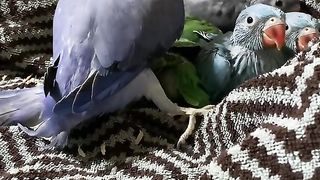 parrots #parrot #shots#febspot#trending #shortfeed