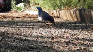 beautiful birds enjoying food ???? ???? ????