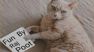 Funny video for cat