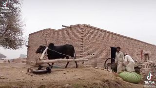 Pind da mahol