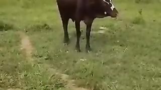 Is amazing animal