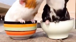 Cute pets