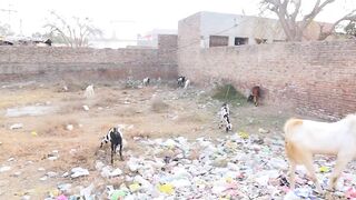 Pathan ki Gulbano Aghwa Ho Gyi | Funny Video | Comedy video