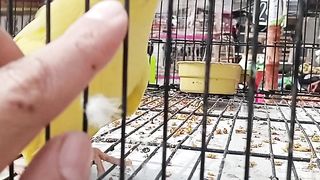 Yellow Ringneck Parrot Funny Video