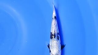 Koi fish ginrin Shiro