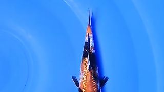 Koi fish Showa ginrin
