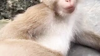 Funny video hahahah???? | #funkidunya #animalesfunnystatus #febspot | #amazingwhatsappstatus