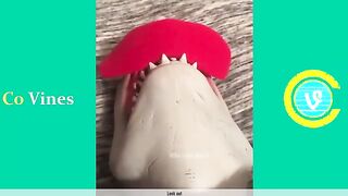 Funny Tiktoks That Will Make you Laugh!