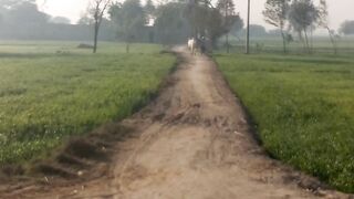 My racing bull Walk