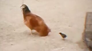 Funny Animal Videos