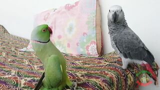 Sweet parrots talking