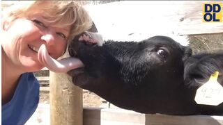 TRY NOT TO LAUGH WATCHING FUNNY FAILS VIDEOS 2023