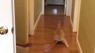 Funniest Animals 2023| Funniest Cats and Dogs Video