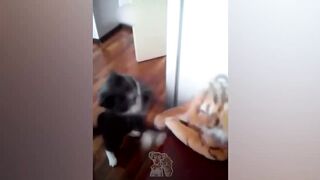 Funny Cats Reactions When Meeting Tiger (Toy) The First Time