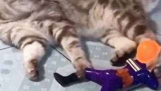 Cat ???? and Dog ????funny funny???? video new 2023| #cats #dogs #kittens #kids #animals #cute #funny