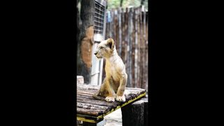 beautiful lion video