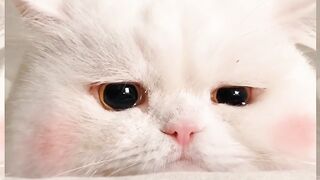 Cute Cat