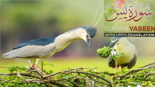 Surah Yasin | Yaseen with Urdu Translation | Episode 04 | Beautiful Quran Recitation | Tappyala