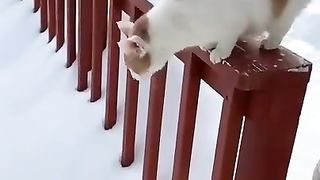 Cat afraid of Snow