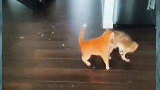 Cat Fight video #cat #shorts