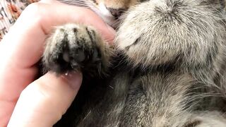 Beautiful Cats