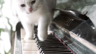 Cat can play piano