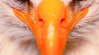 capcut#tiktok#reels#shorts#youtube#technical#animals#birds#eagle#fyp#foryou